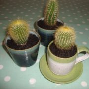 Cactus Pots 